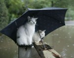 cat-in-the-rain-25