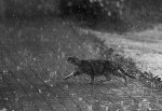 cat-in-the-rain-27