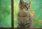cat-in-the-rain-4