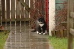 cat-in-the-rain-9