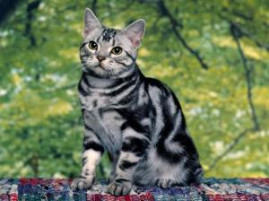 Silver-Tabby-Cat-512X384-51