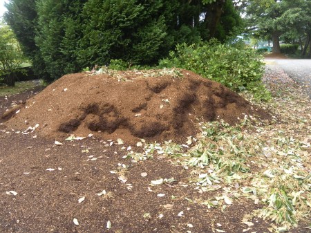 SAMSUNG DIGITAL CAMERA