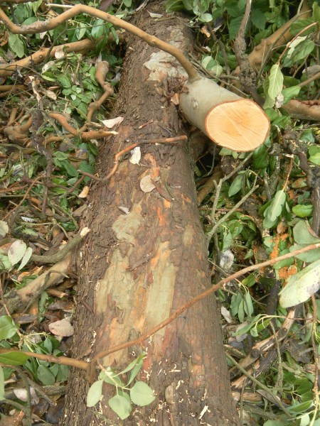 SAMSUNG DIGITAL CAMERA