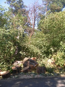 SAMSUNG DIGITAL CAMERA