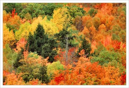 fall_foliage