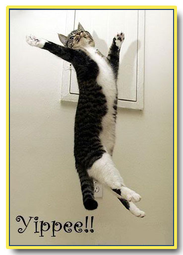 yippeeCatW