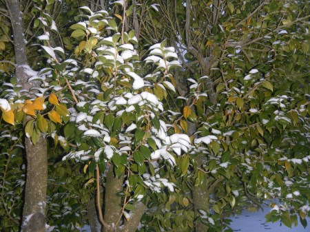 SAMSUNG DIGITAL CAMERA