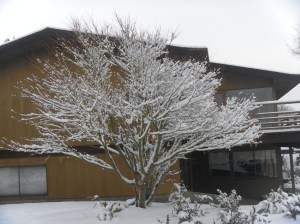 SAMSUNG DIGITAL CAMERA