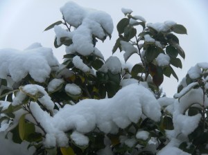 SAMSUNG DIGITAL CAMERA