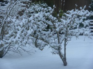 SAMSUNG DIGITAL CAMERA