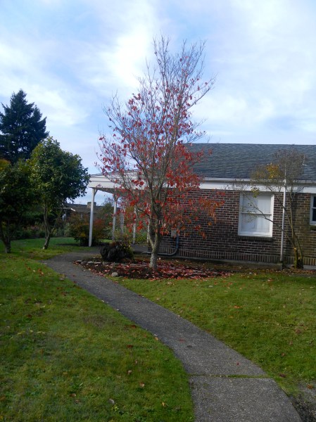 SAMSUNG DIGITAL CAMERA