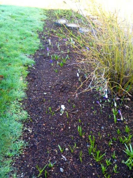 SAMSUNG DIGITAL CAMERA